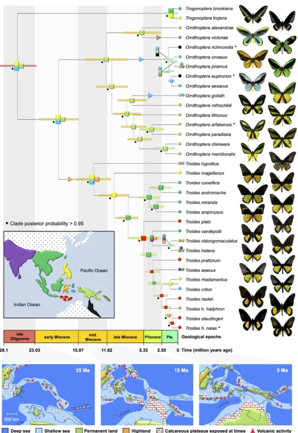 Figure 2.  Dated Bayesian phylogeny of the birdwing butterflies radiation and palaeo-tectonic evolution  of the Indomalayan-Australian Archipelago