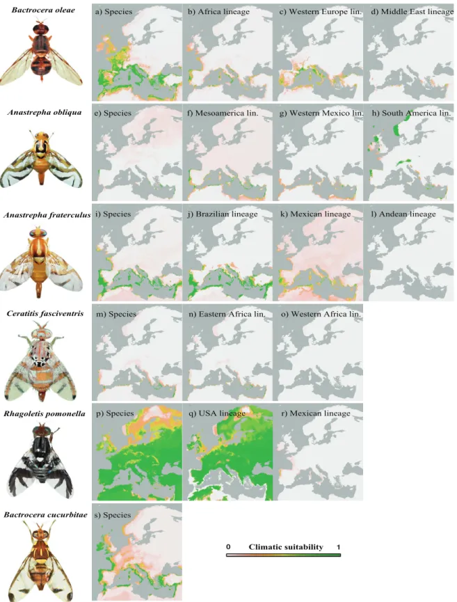 Fig 3. Projections of climatic suitability for six tephritid species and intraspecific lineages in Europe ((a-d) Bactrocera oleae, (e-h) Anastrepha obliqua, (i-l) Anastrepha fraterculus, (m-o) Ceratitis fasciventris, (p-r) Rhagoletis pomonella and (s) Bact