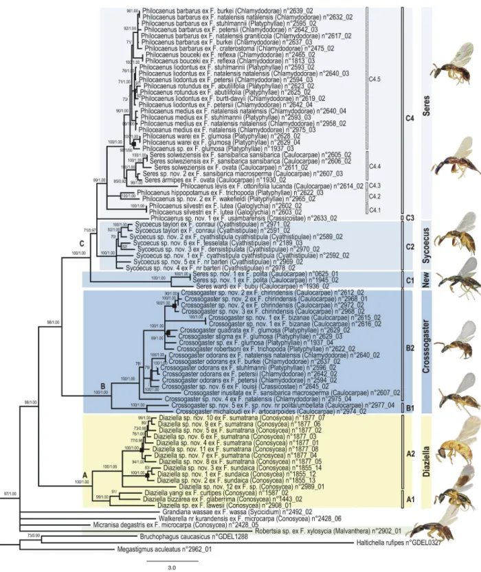 Figure  1.    Phylogram  of  relationships  among  the  Sycoecinae  obtained  from  the  analysis  of  the  MAFFT  alignment (combined dataset, without Gblocks cleaning, 6 partitions: mtDNAcodon1&amp;2, mtDNAcodon3, EF-1α, ITS2, RpL27a, mago nashi)