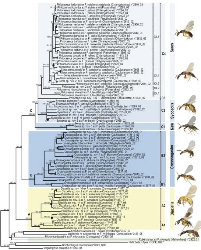 Figure  2.    Phylogram  of  relationships  among  the  Sycoecinae  obtained  from  the  analysis  of  the  ClustalW  alignment (combined  dataset,  without  Gblocks  cleaning,  5  partitions:  mtDNA, EF-1α,  ITS2,  RpL27a,  mago  nashi)