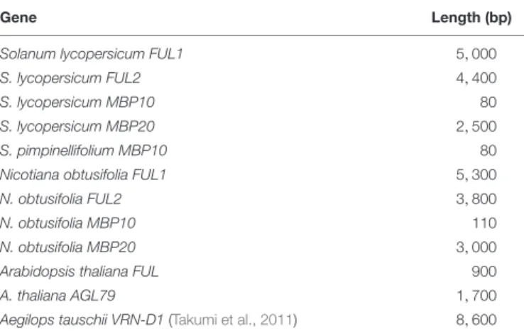 TABLE 2 | Approximate lengths of the first introns of several FUL homologs.