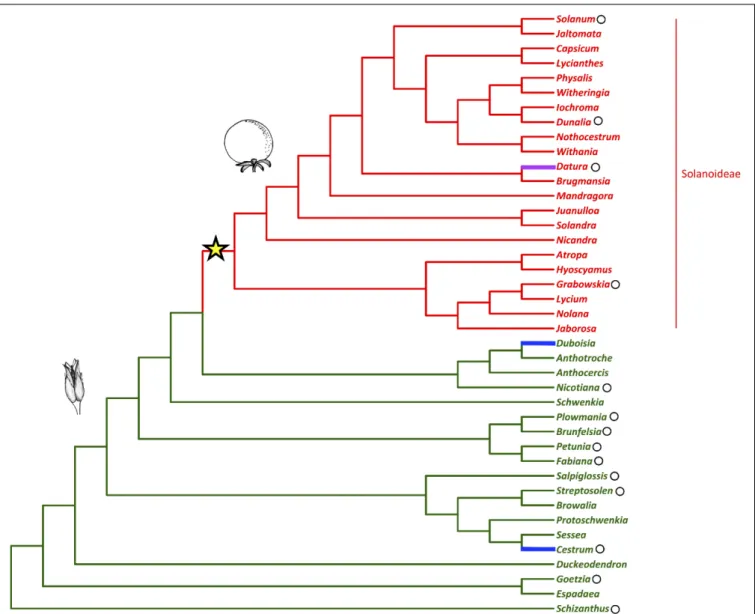 FIGURE 1 | Solanaceae phylogeny with fruit type (dry vs. fleshy) mapped (adapted from Knapp, 2002; Olmstead et al., 2008)