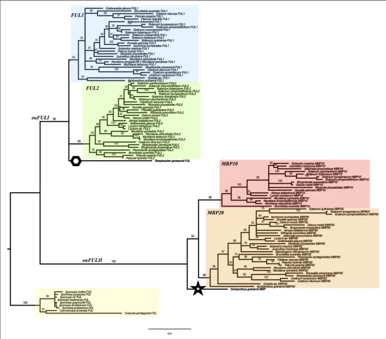 FIGURE 2 | Solanaceae euFUL Maximum Likelihood gene tree. FUL1, FUL2, MBP10, and MBP20 clades are colored in blue, green, red, and orange, respectively.
