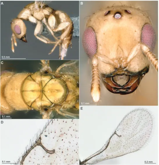 Figure 6. Sycobia hodites Farache &amp; Rasplus, sp. n. Winged male. A Habitus, lateral view B Head, fron- fron-tal view C Mesosoma, dorsal view D Detail of wing venation E Forewing.