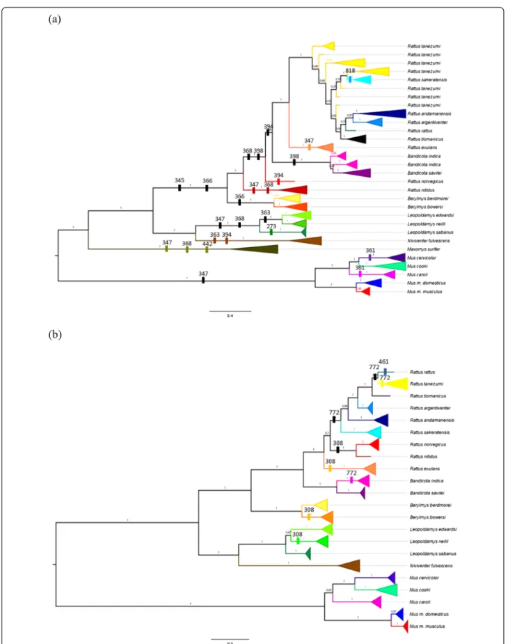 Figure 3 Sites under positive selection identified in evolutionary lineages by MEME. Tlr4 (a), Tlr7 (b) (significance level at p &lt; 0.05), positively selected sites are marked and numbered above branches at simplify phylogeny based on MrBayes.