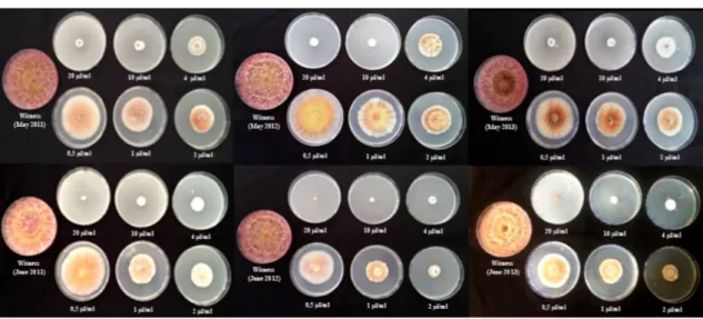 Fig. 2    Examples of the effect of Rhanterium adpressum essential oils from different plant samples on the growth of Fusarium culmorum (T5  strain)