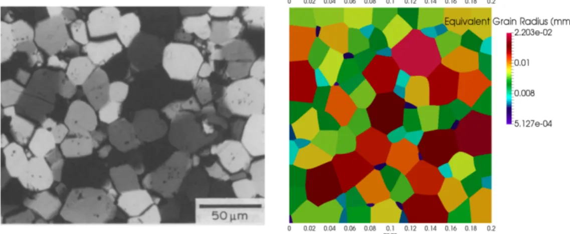 Figure 8: Left : experimental microstructure from [10] after 2 hours annealing at 1573K, right : LS2 simulation after 2 hours annealing at 1573K