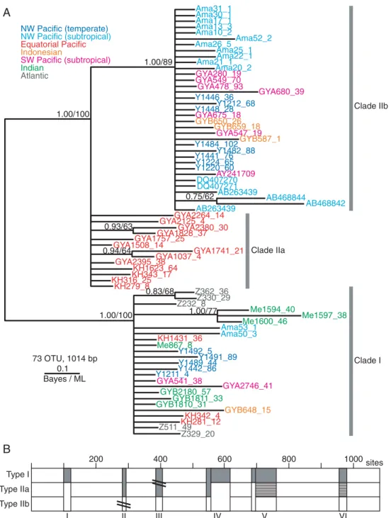 Figure 3. (A) Phylogenetic reconstruction (Bayesian analysis, 50% majority consensus tree) based on the SSU rDNA sequences from 73 P