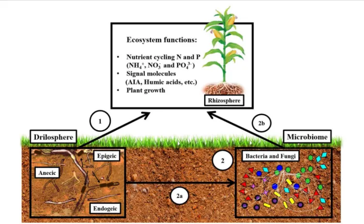 FIGURE 1 | Hypothesis: effect of earthworms on nutrient cycling and plant growth is not only a direct effect but it is mainly mediated indirectly by microorganisms