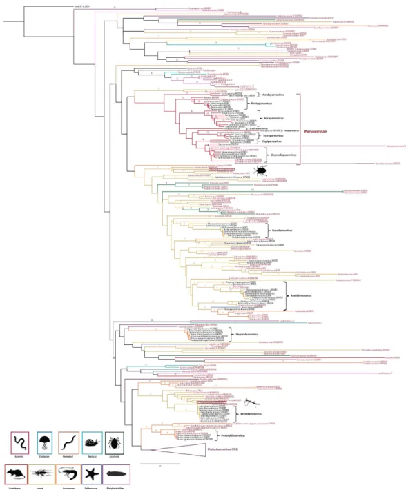 Figure 5.  Maximum likelihood phylogenetic tree based on partial SF3 domains of the NS1 protein,  including 74 parvovirus species (in black) and 264 PRSs (in red)