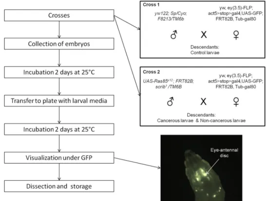Figure 1.  Schematic representation of the experimental design. The two boxes describe the crosses generated  to obtain control larvae (cross 1) and cancerous/non-cancerous larvae (cross 2)