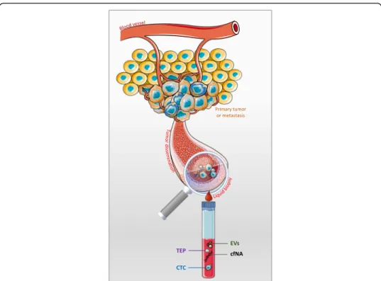 Fig. 1 Liquid biopsy. In cancer, the liquid biopsy term describes the minimally invasive analysis of analytes released by or related to the primary and/or metastatic tumors