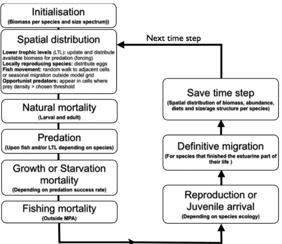 Fig. 2. Schematic flow diagram that depicts the sequence of modelled processes in a time step.
