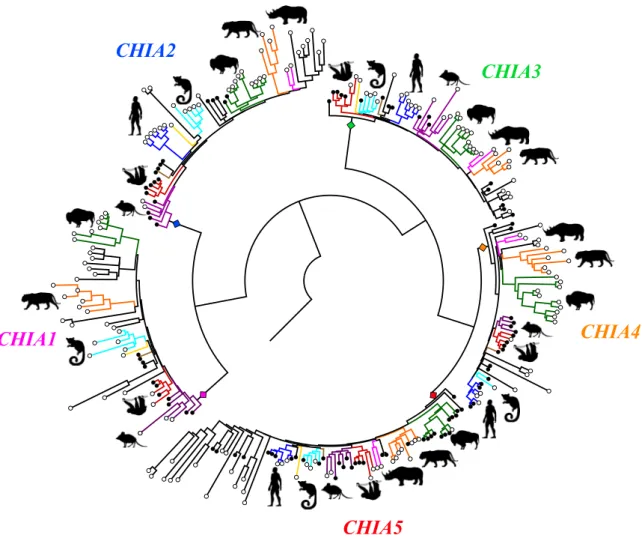Fig. 1. Placental mammal CHIA gene tree, simplified from fig. S3. Closed circles indicate functional CHIAs, and open circles indicate pseudogenic CHIAs and/or CHIAs lacking a chitinolytic and/or chitin-binding domain