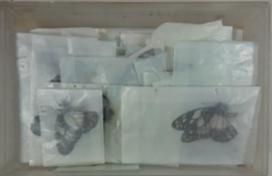 Figure 2. Lépidoptères en papillotes (photo : E. Artige).