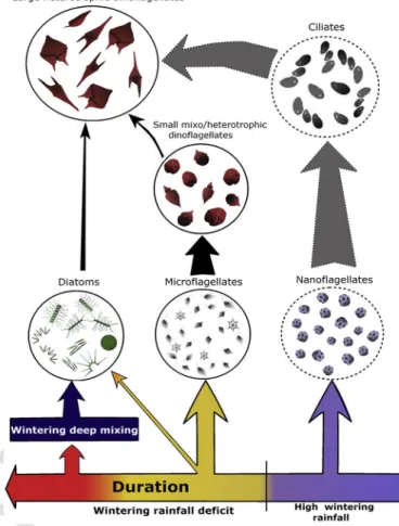 Fig. 8. Simplified scenario of microphytoplanktonic ecosystem functioning in Toulon Bay related to wintering rainfall variability