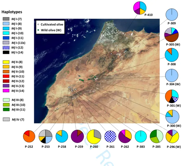 Figure S3. Geographic  distribution of mitochondrial haplotypes of Meloidogyne javanica in  wild  and  cultivated  olive  habitats  in  Morocco  (17  populations  with  five  to  ten  isolates  per  location)