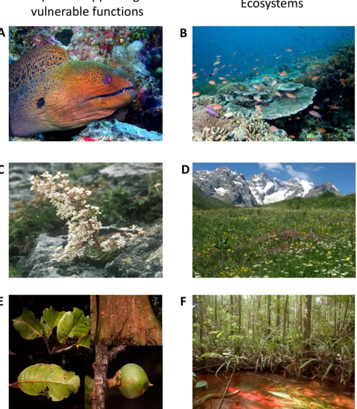 Figure 4. Species supporting some of the most vulnerable functions on coral reefs, in alpine meadows, and in rain forests