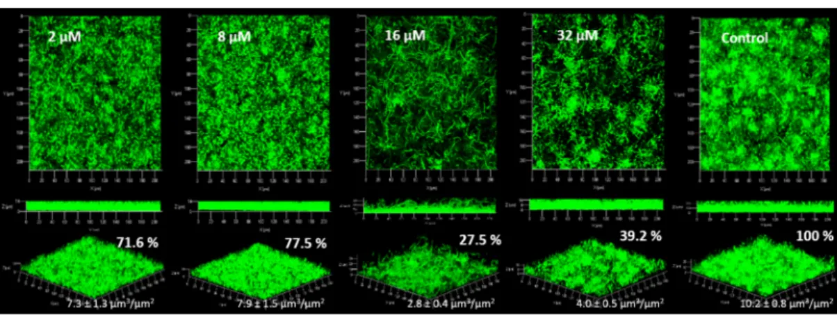 Figure 4. Observation of P. aeruginosa PAO1 biofilms (syto9 ® )  with  addition  of  DBHB  at  four  concentrations (2, 8, 16 and 32 µM) in the medium growth flow, biovolumes (µm 3 /µm 2 ) and biofilms  percentages (%) are presented; the ± represents the s