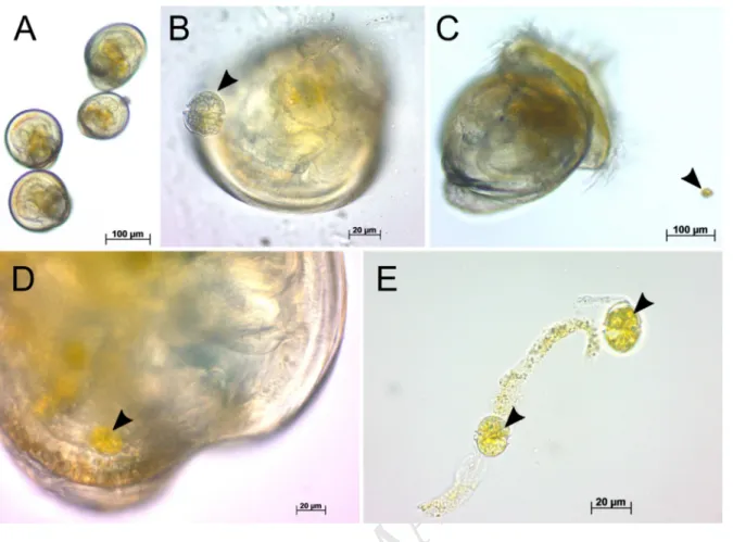 Fig. 4. Capacity of control C. gigas larvae to ingest A. minutum. Light micrographs. Umbonate larvae 506 