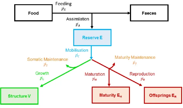 Figure  S1.  Schematic  representation  of  DEB  model  and  associated  state  variables  and  fluxes, adapted from Kooijman (2010)