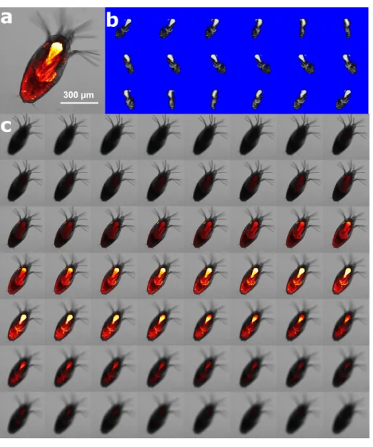 Figure 2 Method of lipid quantification of L. salmonis nauplii by nile red (NR) staining
