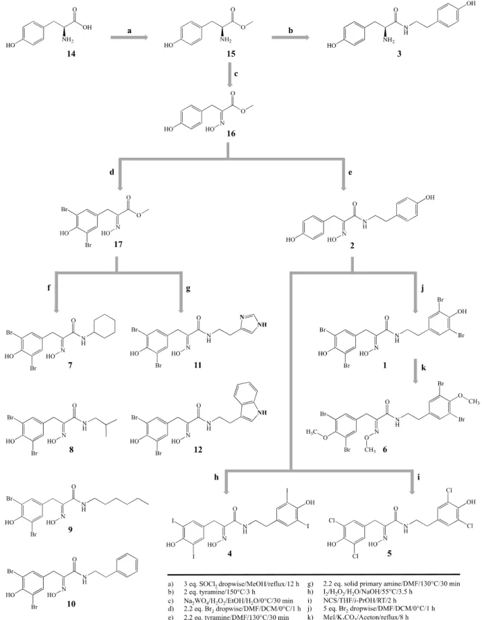 Figure 1. Synthetic approaches to the hemibastadin derivatives reported in this study