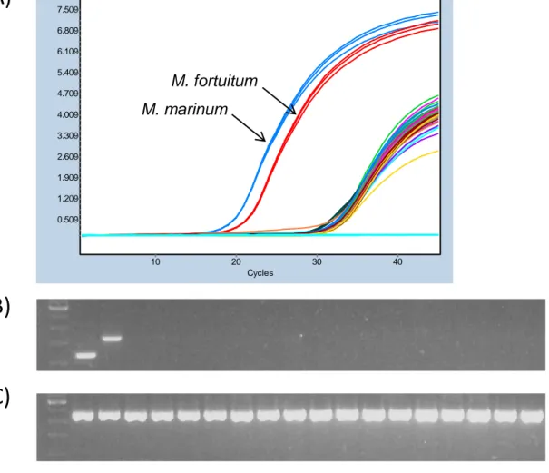 Figure  1:  Figure  1:  Specificity  of  the  PCR-HRM  assay.  Amplification  curves  of  the  16  non-mycobacterial  species  (~10 6   genome  equivalents)  are  presented  together  with  those  of  M