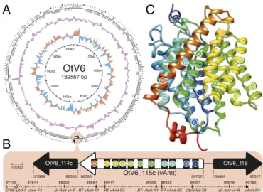 Fig. 2. vAmt genomic context and putative protein structure. (A) Circu- Circu-lar depiction of the OtV6 genome
