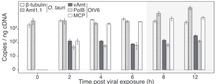 Fig. 5. OtV6-infected O. tauri gene expression. Transcript levels were RT- RT-qPCR monitored in infected O