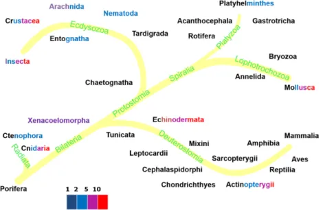 Fig 7 presents evolutionary relationships among animal taxa with a color code to indicate the amount of acceleration in their species