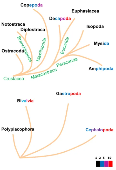 Fig 8. The acceleration factor, i.e. the ratio of lengths after and before acceleration, for the various taxa of Crustacea (top) and Mollusca (bottom)