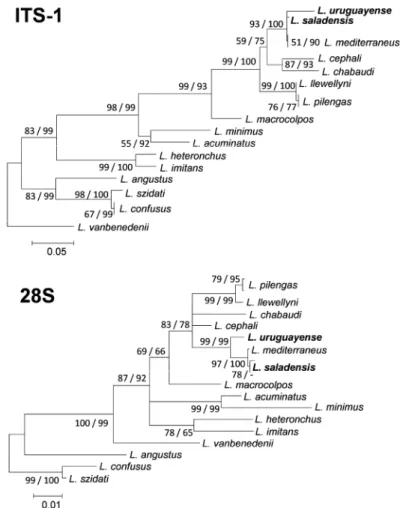 Fig. 3. Neighbour-joining phylogram constructed for the ITS-1 (above, 734 bp) and 28S (below, 18 unique haplotypes, 929 bp) rDNA  sequences of Ligophorus Euzet et Suriano, 1977