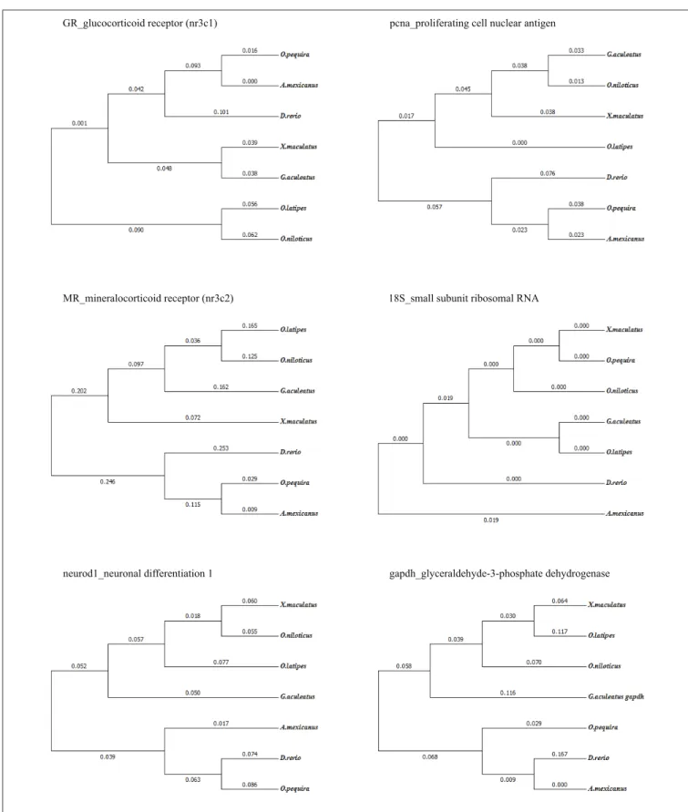 FIGURE 4 | A phylogenetic tree derived from the multiple sequence alignment of O. pequira relative to existing and described sequences in other fish species.