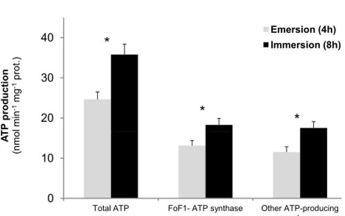 Fig. 4. ATP production rate of mitochondria isolated from gills of oys- oys-ters sampled after 4 h of emersion or after 8 h of immersion