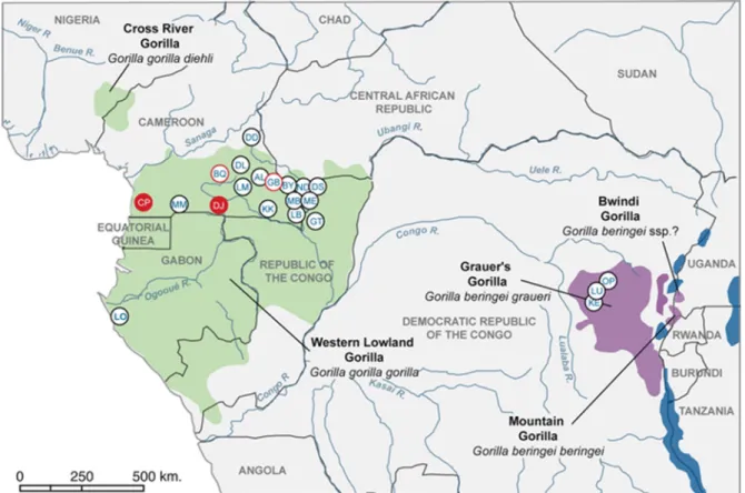 FIG. 1. Locations of study sites of wild gorillas and/or chimpanzees in central Africa