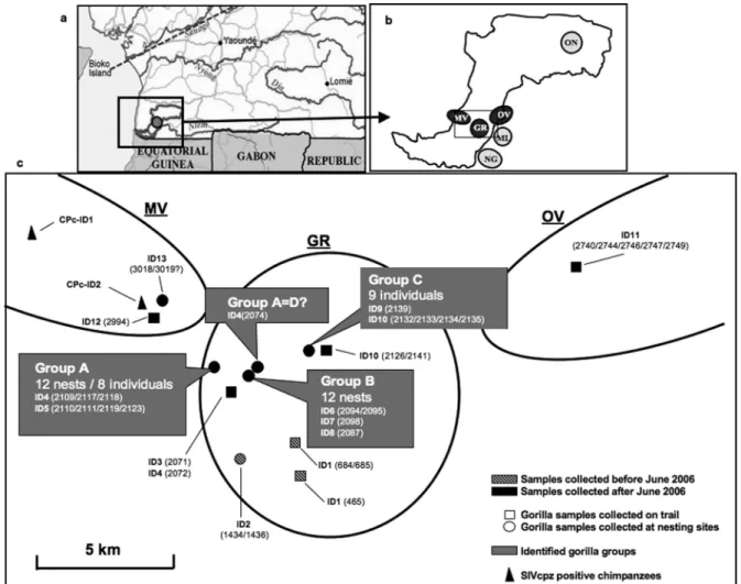 TABLE 5. SIV infection in wild gorilla and chimpanzee populations from different prospected areas in the CP site, southwest Cameroon Collection site a No
