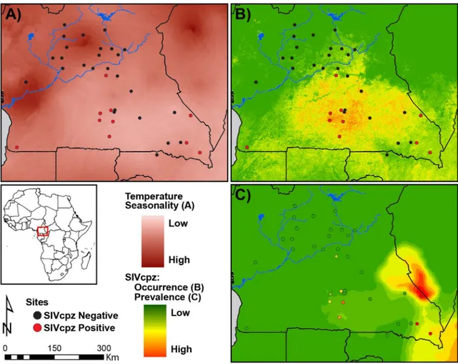 Fig 4. SIVcpz predictions of occurrence and prevalence across Cameroon. (A) Temperature Seasonality, (B) SIVcpz occurrence calculated using Maxent [41], (C) SIVcpz prevalence calculated using randomForest [48]