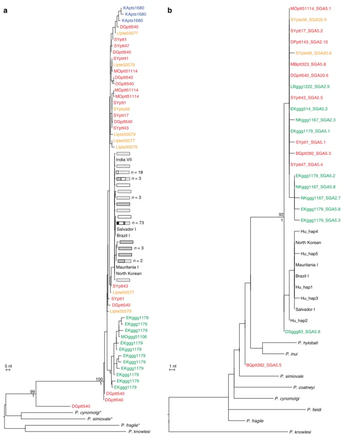Figure 3 | Evolutionary relationships of ape and human P. vivax parasites in nuclear and apicoplast gene regions