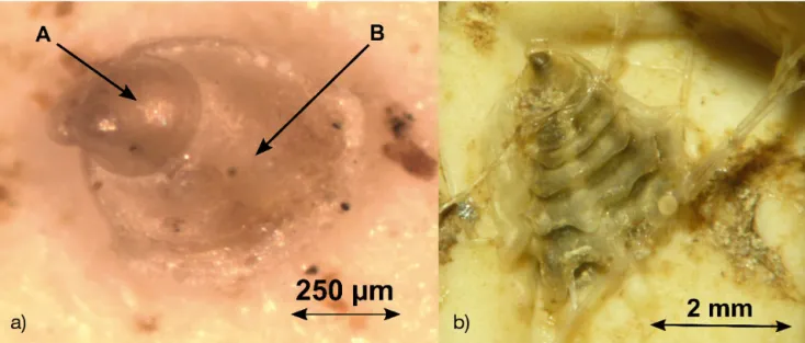 Fig. 3. Settled Pacific oyster larvae on a collector plate. (a) Shell of pre-settled larvae (pediveliger; A) and shell of young post- post-larvae after metamorphosis (B) on collectors immersed for 2 wk; and (b) newly-settled spat on a collector immersed fo