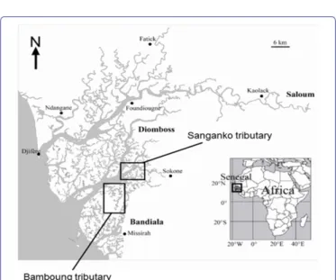 Figure 1: Map of the Sine-Saloum estuary and the tributaries studied: The  Bamboung tributary, where is the MPA and the Sangako tributary.