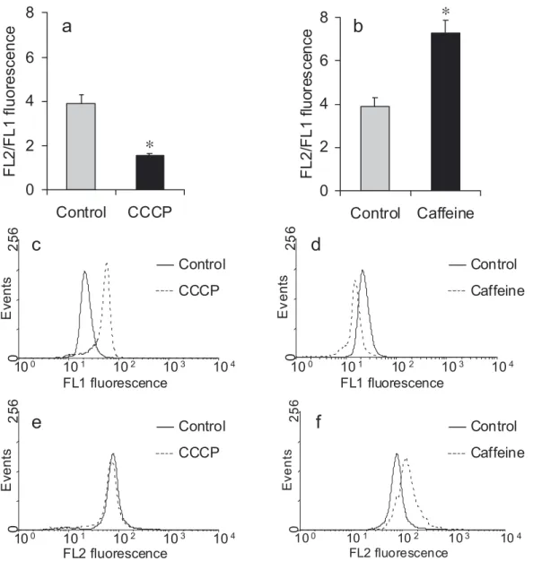 Fig. 4. Mitochondrial membrane potential as measured by FL2/FL1 ratio after JC-1 staining and addition of CCCP (a) or caffeine (b), (mean ± CI, n = 6, t-test, * indicates significant effect at p &lt; 0.05)