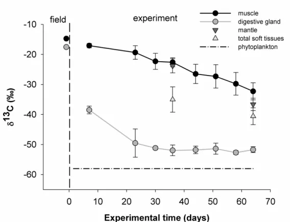 Fig.  4.  Evolution  of  stable  carbon  isotope  values  ( δ 13 C)  of  Manila  clam  tissues  (muscle, 631 