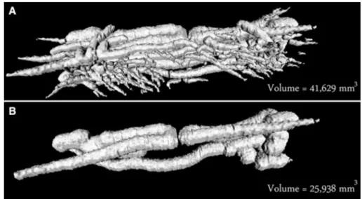 Fig. 2    3D-reconstructions of  individual shipworm tunnels  in a wood block exposed to  seawater during 146 days