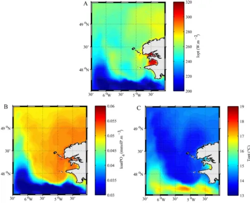 Fig. 6. Vertical distribution of (A) total modeled phytoplankton biomass (mgC·m −3 ) along the 48°N transect (Fig