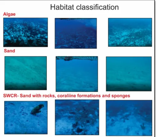 Figure  2  -  Collection  of  images  examples  used  in  habitat  classifications  along  the  northeast  Brazilian  continental shelf (4°- 9°S)