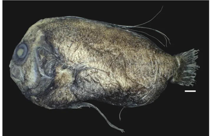 Figure 1. Paracaristius nudarcus (NPM 4476, 165 mm SL). Scale = 10 mm. 