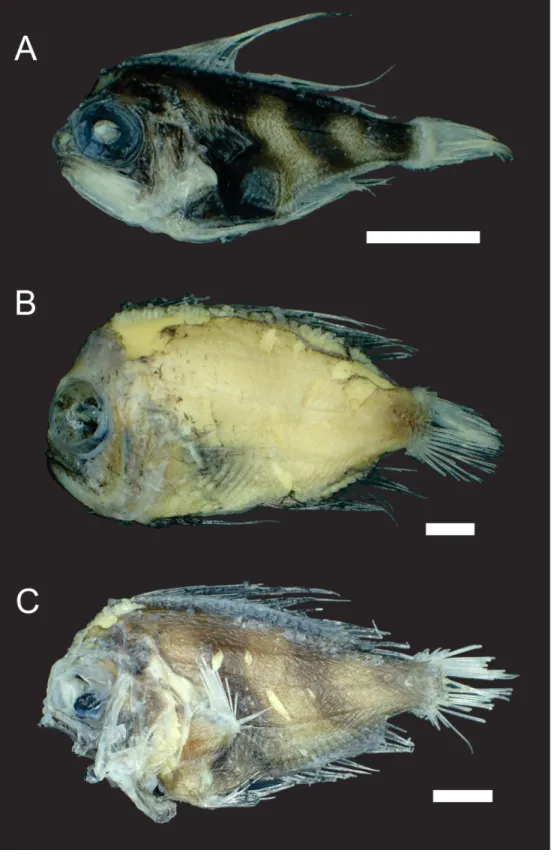 Figure 3. A- Platyberyx andriashevi (NPM XXXX, XXX mm SL), B- Platyberyx paucus (NPM  340 