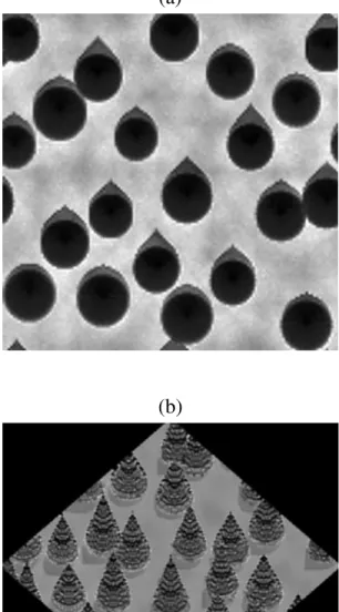 Figure 1. Directional images of a spruce stand. The sun zenith angle is 30. (a) View in the nadir direction