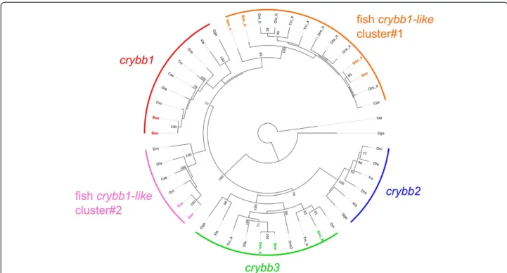 Figure 6 Phylogenetic tree of Crybb and Crybb-like proteins in vertebrates. A neighbor-joining tree based on the alignment of vertebrates Crybb and Crybb-like sequences was built